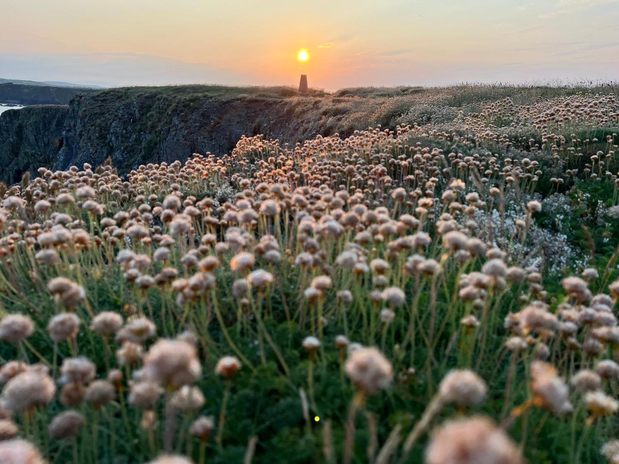 Thistledown Lodge Fethard-on-Sea Dış mekan fotoğraf